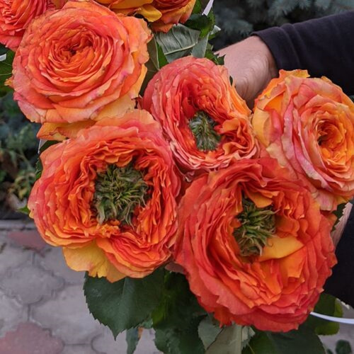 зеленый остров