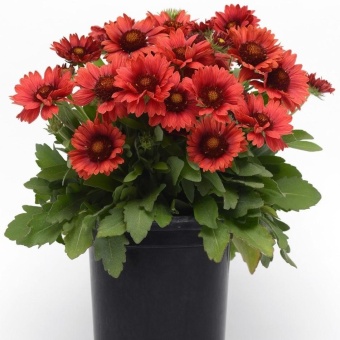 гайлардия меза ред