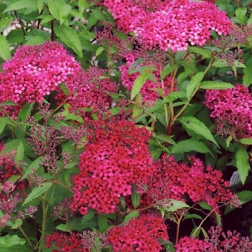 e4a32845989914c90fdad409e9b065b6