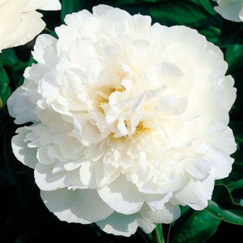 thumb_11365_600_600_crop