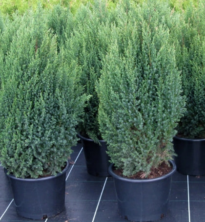 мож стрикта