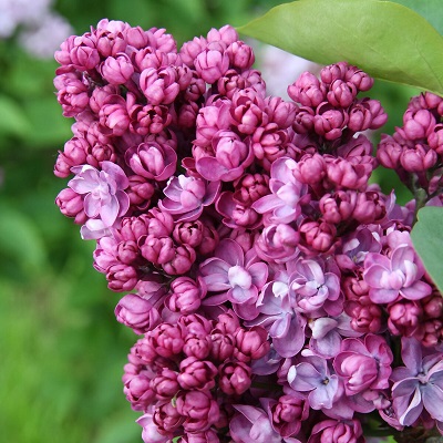 поль тирион