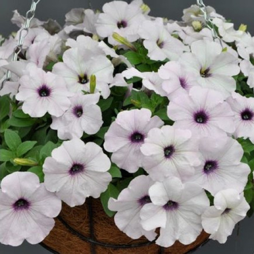 Петуния ампельная гибридная (Petunia х hybrida) Easy Wave F1 SILVER