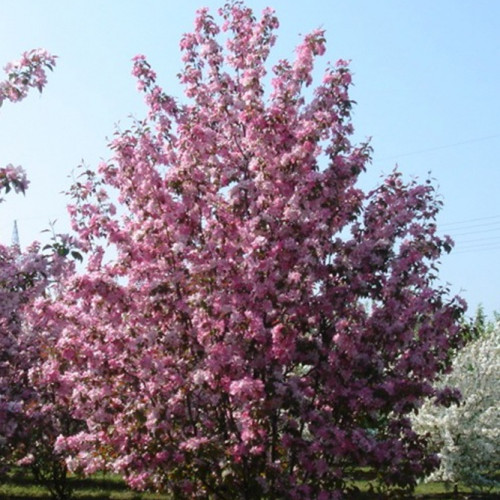 dekorativnaya-yablonya-rudolf_001-500x500