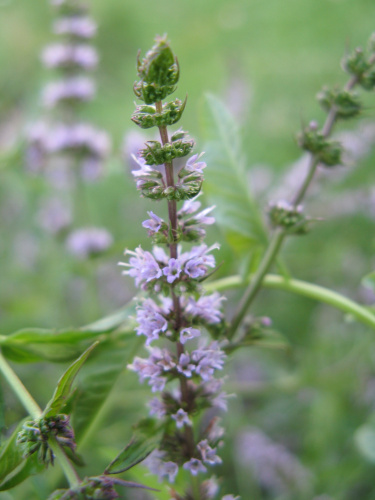 Mentha_Spicata