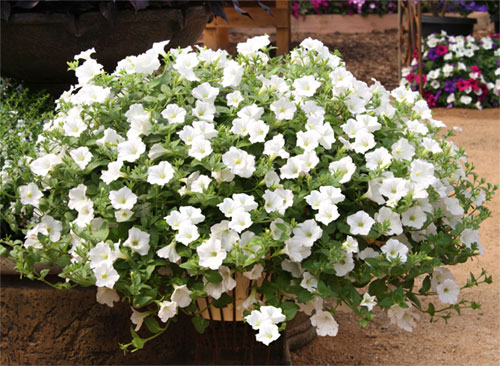 Петуния ампельная гибридная (Petunia х hybrida) "E3 Easy Wave F1" (White) Кашпо 6л, 3 корня