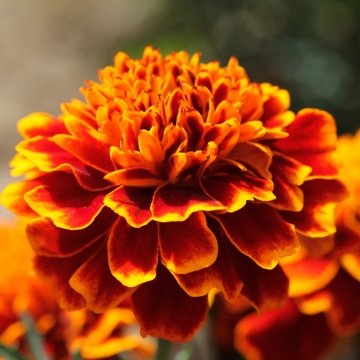 Бархатцы отклоненные (Tagetes patula) "Alumia F1" (Flame) (ячейка 6)