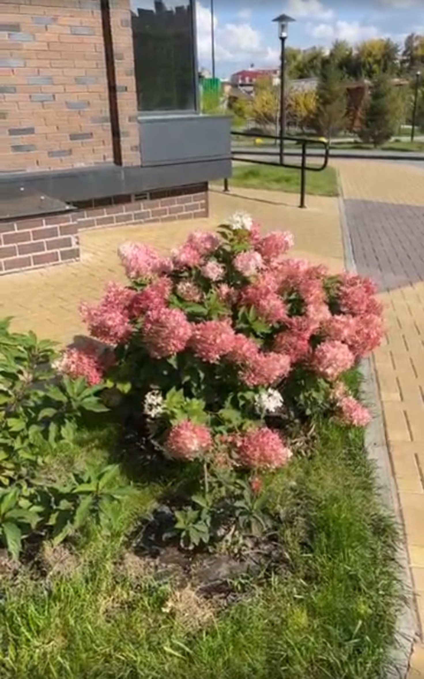 Озеленение жилого комплекса «Чкалов»