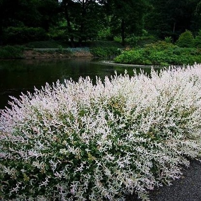 хакуро нишики ива