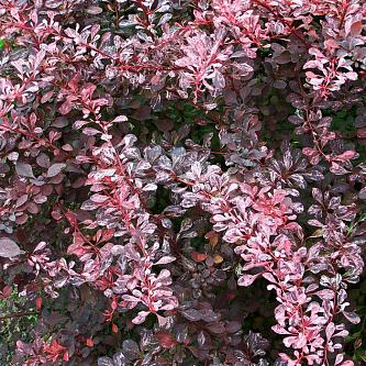 Berberis_Rose_Glow_3
