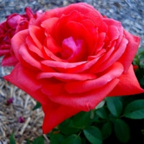 Роза чайно-гибридная Gens "Генс" : C5