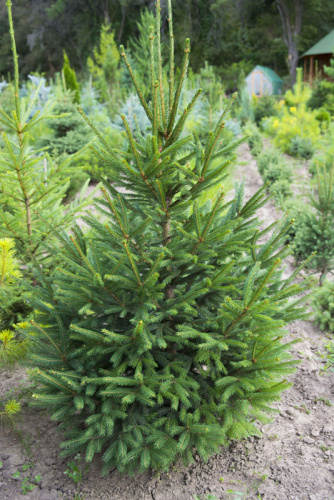 Picea_abies