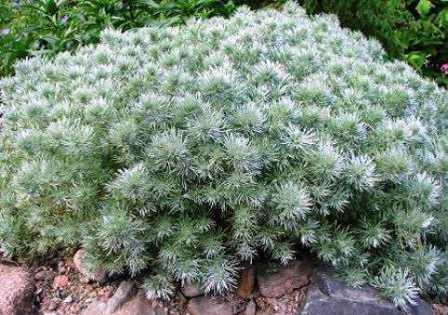 Polin-schmidtiana-Nana