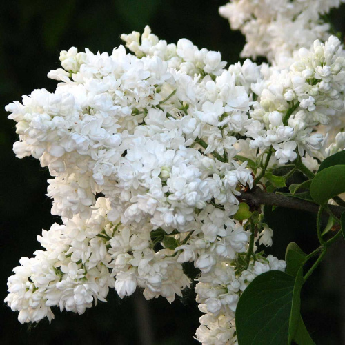 syringa-vulgaris-_madame-lemoine_2