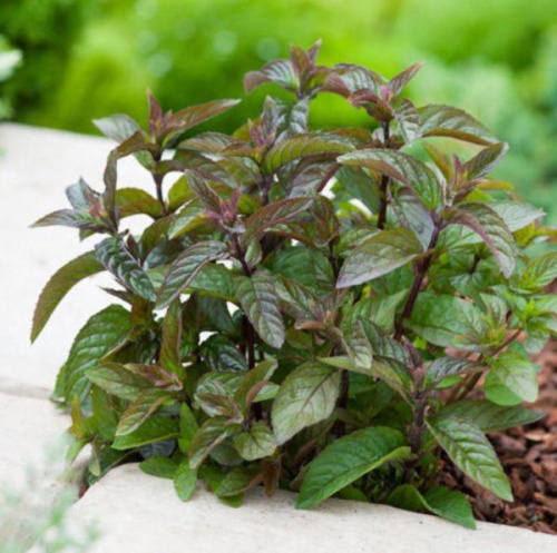 мята-шоколад-600x596