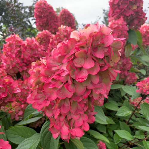 Гортензия метельчатая Hydrangea paniculata "Bonfire" : C2/3