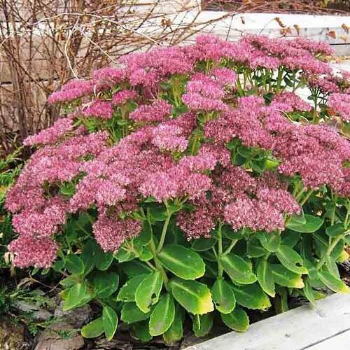 4598_sedum_karl_02_500_auto_jpg_5_80