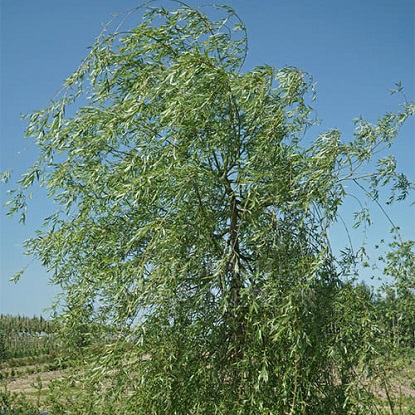 ива памяти Бажова