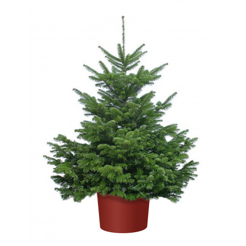 Ель обыкновенная Picea abies  : C5, h=30-40 К