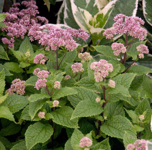 посконник литл джой