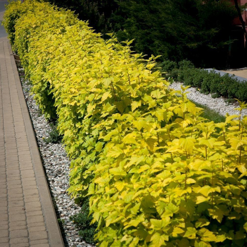 Пузыреплодник калинолистный Physocarpus opulifolius "Darts Gold" : сумка 62л.