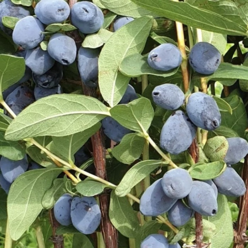 жимолость сердце гиганта