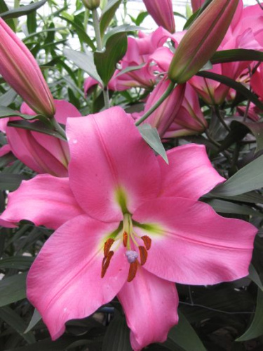 lilium_arvandrud__new