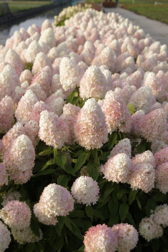 Hydrangea-paniculata-magical-sweet-summer