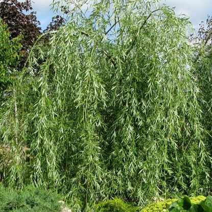 плакучий гном