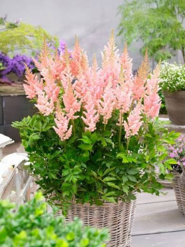 Астильба китайская Astilbe chinensis "Vision Inferno" : C2/3