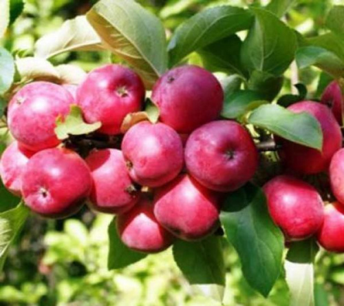 yablonya-smuglyanochka-zagorelaya-krasavitsa-v-holodnom-regione