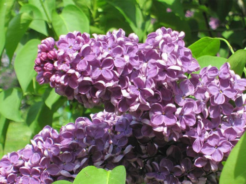 аметист