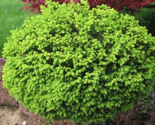 ель_литтле_джем