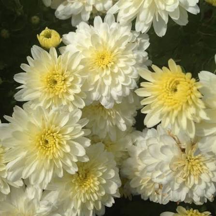 images (1)
