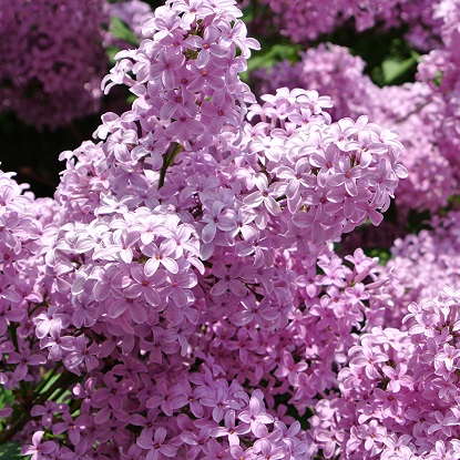 сирень гортензия