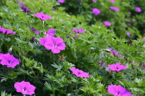 geran-gibridnaya-tajni-monster-geranium-tiny-monster