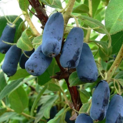 1549202438_velikan-1