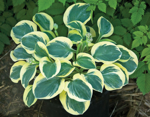 hosta_majti_maus_255