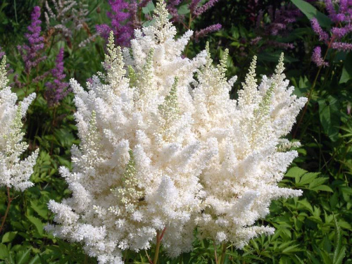 astilbe-arendsii-weisse-gloria