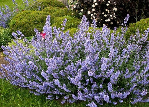 Y2FzYW1lYS5ydQ==!Котовник Фассена Walker's Low (Валкерс Лоу)1