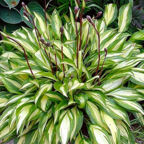 Хоста Hosta Cherry Berry