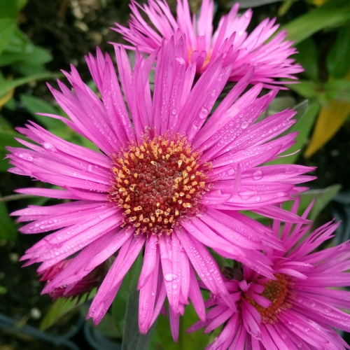 Астра Вибрант дом