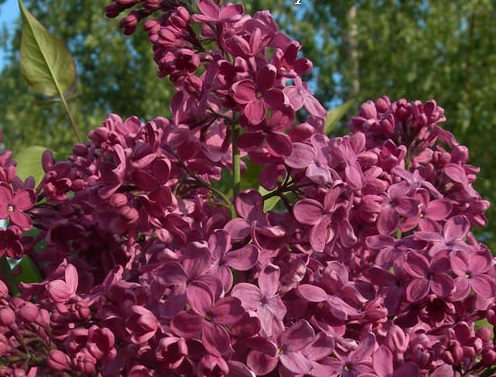 den-pobedy02