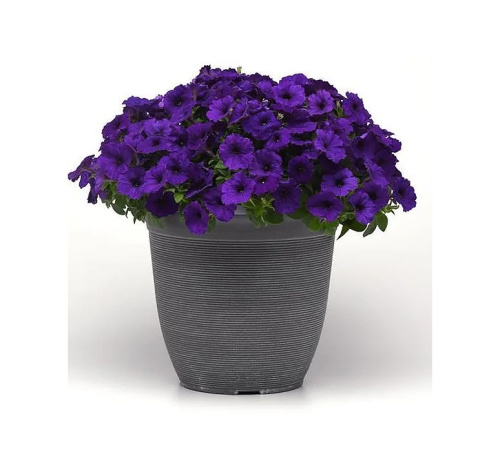 Петуния ампельная гибридная (Petunia х hybrida) "E3 Easy Wave F1" (Blue) Кашпо 6л, 3 корня