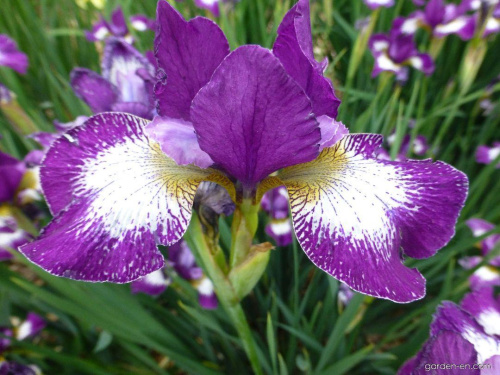 Ирис Iris sibirica Currier