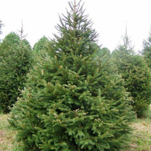 ель обыкновенная3