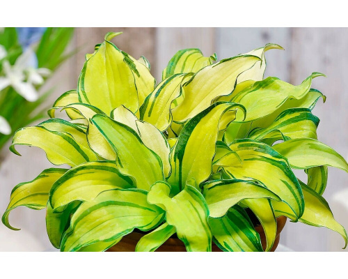 hosta-ripple-effect