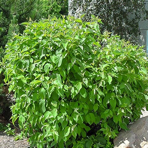 deren-belyy-sibirika_1