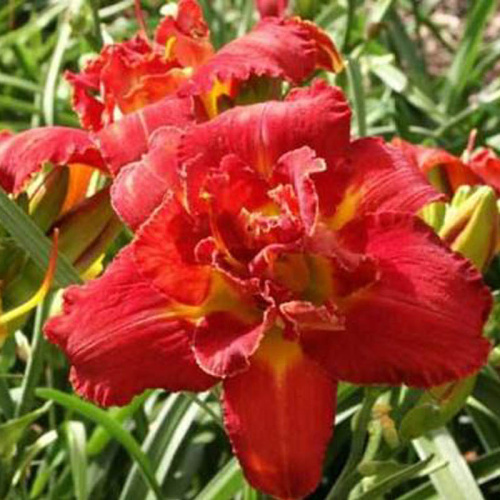 Hemerocallis_Shelton_Holliday_3