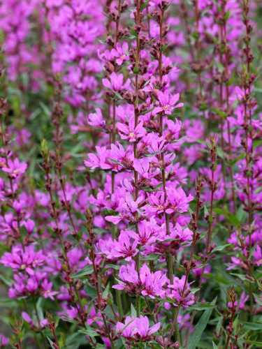 derbennik-prutovidnyi-dropmor-pyorpl-dropmore-purple